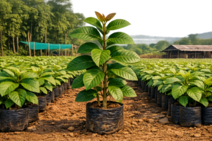 Firewood plant saplings at Agatya Greens Nursery for sustainable fuel and CSR projects