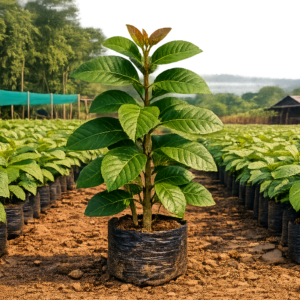 Firewood plant saplings at Agatya Greens Nursery for sustainable fuel and CSR projects
