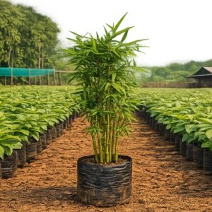 bamboo plants in nursery for eco‑friendly landscaping and CSR projects