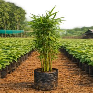 Bamboo (Bambusoideae) plants at Agatya Greens Nursery for eco‑friendly landscaping