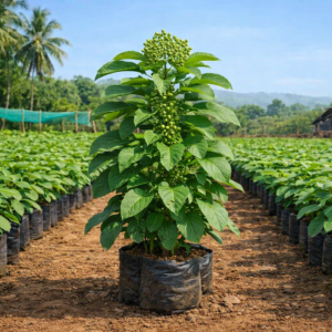 Hirda (Terminalia chebula) saplings at Agatya Greens Nursery for medicinal and forestry use
