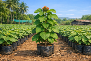 alash (Butea monosperma) saplings – Flame of the Forest at Agatya Greens Nursery