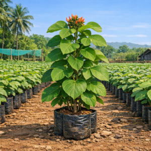 alash (Butea monosperma) saplings – Flame of the Forest at Agatya Greens Nursery