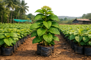 Firewood plant saplings at Agatya Greens Nursery for sustainable fuel and CSR projects