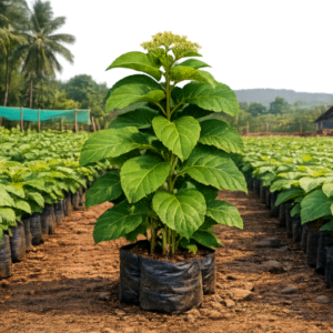 Firewood plant saplings at Agatya Greens Nursery for sustainable fuel and CSR projects