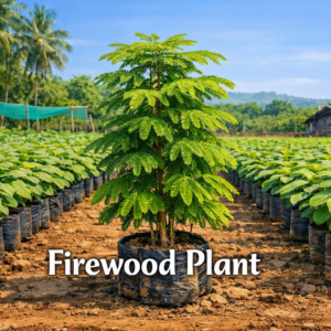 firewood