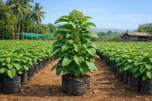 Agatya Greens Nursery