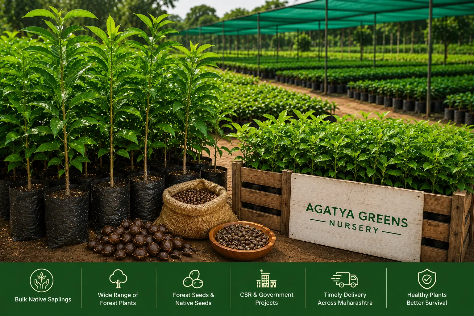 Bulk Native Sapling Provider in Maharashtra – Why Agatya Greens Nursery is the Trusted Choice