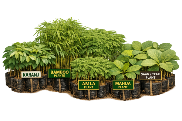 Indoor plants in decorative pots improving air quality and home aesthetics