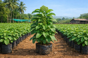 Hirda (Terminalia chebula) saplings at Agatya Greens Nursery for medicinal and forestry use