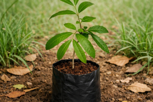 Wholesale Forest Plant Supplier in maharashtra