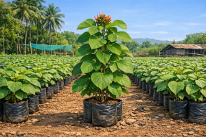 alash (Butea monosperma) saplings – Flame of the Forest at Agatya Greens Nursery