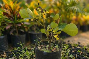 CSR Plantation Tree Supplier