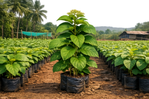 Firewood plant saplings at Agatya Greens Nursery for sustainable fuel and CSR projects