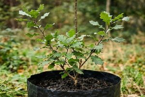 Forest Sapling Supplier Maharashtra